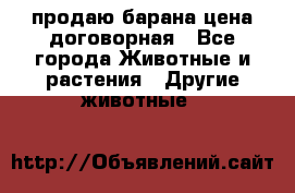продаю барана цена договорная - Все города Животные и растения » Другие животные   